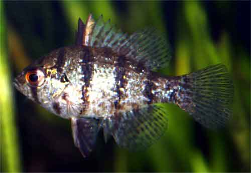 Blackbanded Sunfish (Enneacanthus chaetodon) [Photo: Wayne Davis, USEPA,  http://www.epa.gov/bioiweb1/html/photos_fish_freshwater_sunfishes.html]