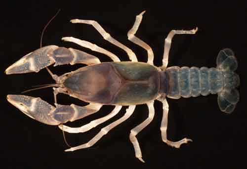 Flatwoods Digger (Fallicambarus oryktes) [Photo: SB Adams, USDA Forest Service]