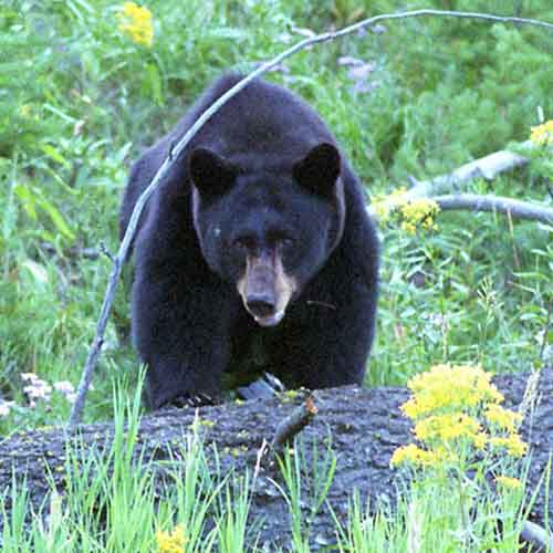 Black bear (Ursus americanus) [Photo: Terry Spivey, USFWS]