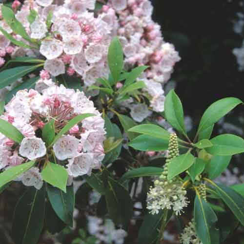 Mountain laurel (Kalmia latifolia) and fly poison, (Amianthium muscitoxicum) blooms.  [Photo: John F. Mitchell, USNPS]