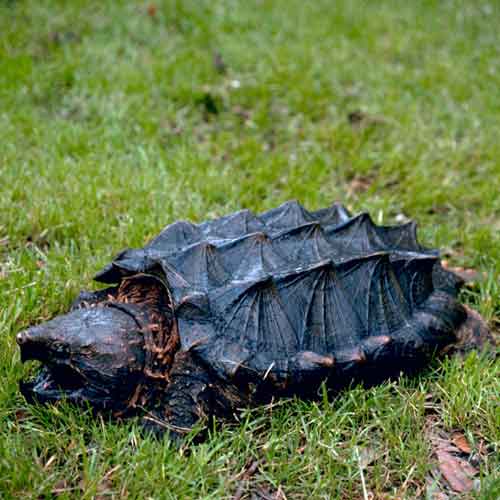 Alligator Snapping Turtle (Macrochelys temminckii). [Photo: Gary M. Stolz, USFWS]