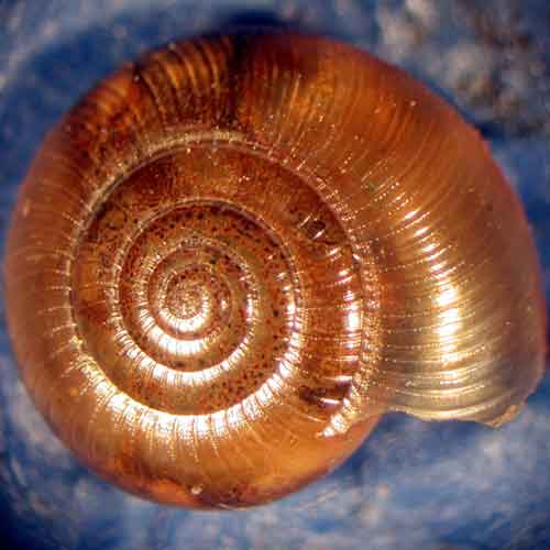 Land snail [Copyright: Dan Dourson, Ron Caldwell, Lincoln Memorial University]