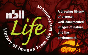 NBII-LIFE Banner [Photo: NBII Library of images from the Environment]