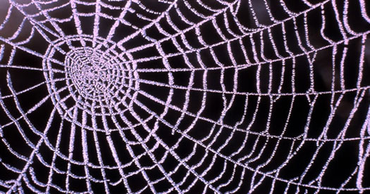 Spider web covered in dew drops. [Photo: William S Keller, U.S. National Park Service]