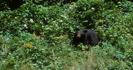 American black bear (Ursus americanus) in a forest. [Photo: John J. Mosesso, NBII Library of Images From the Environment]