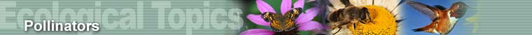 Ecological Topics - Pollinators