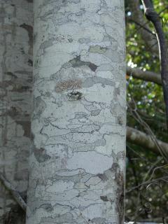 Lichens on bark of hardwood
