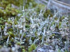 Cladonia