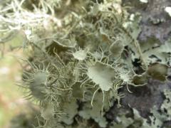 Usnea