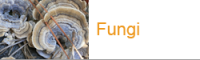 button fungi