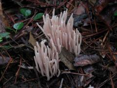 Clavaria