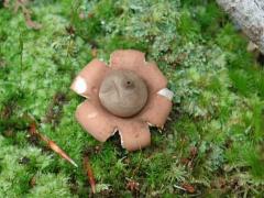 Geastrum