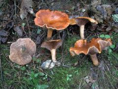 Lactarius peckii