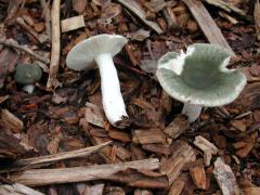 Russula virescens