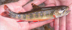 Eastern brook trout