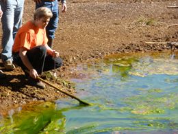 Valerie Tarkowski (South Sandy Creek Watershed Association) surveys Algae growing near the headwaters of Williams Run