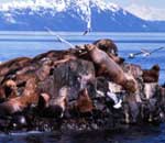 Steller sea lions