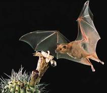 Lesser long-nosed bat