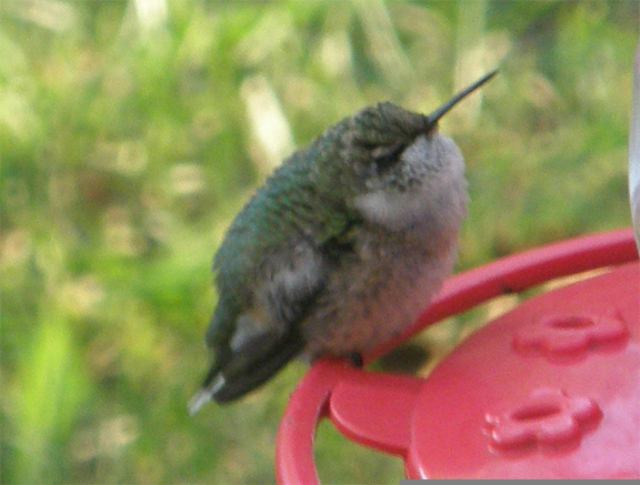 Cold hummingbird in Missouri