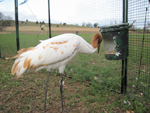 Whooping crane chick eating a treat.