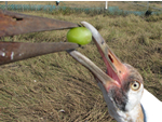 Whooping crane chick eating a treat.