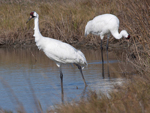 cranes