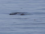 Gray whale