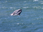 Gray whale