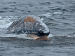 Gray whale