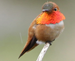 Hummingbird species commonly found in North America