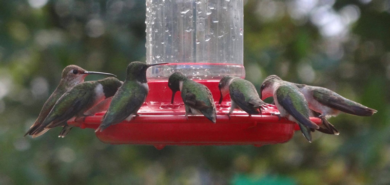 Peak Hummingbird Migration in Texas