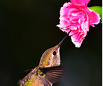 Rufous hummingbird in Washington