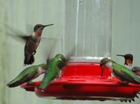 Hummingbirds at feeder courtesy of Harlen Aschen