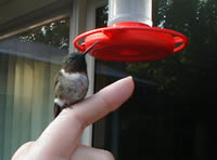 Hummingbird sitting in a woman's finger.