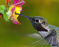 ruby nectaring