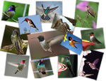 Hummingbird species commonly found in North America