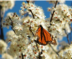 Monarch butterfly nectaring on apple blossoms.