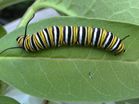 Monarch larvae on milkweed