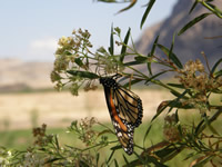 Monarch butterfly on Mexican side of the border!