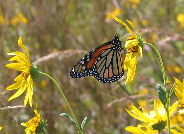 A Nectarivor Eats Nectar