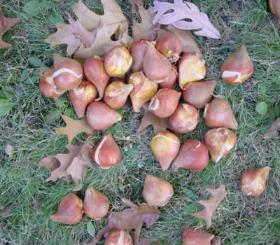 Plant bulbs in your tulip test garden!