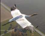 Whooping crane chick eating a treat.