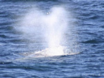 Gray whale