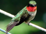 Ruby-throated Hummingbird