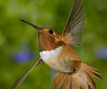 Hummingbird species commonly found in North America
