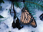 Monarch butterfly in Mexico