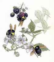Bumble bees on blackberry: Click on the picture to buy notecards