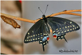 LIFE CYCLE OF A BLACK SWALLOWTAIL BUTTERFLY