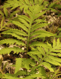 Ferns