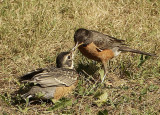 Backyard Wildlife